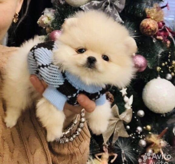 Шпицы mini и померанцы