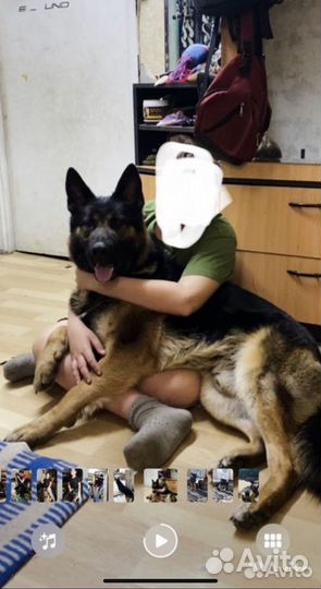 Щенки немецкой овчарки