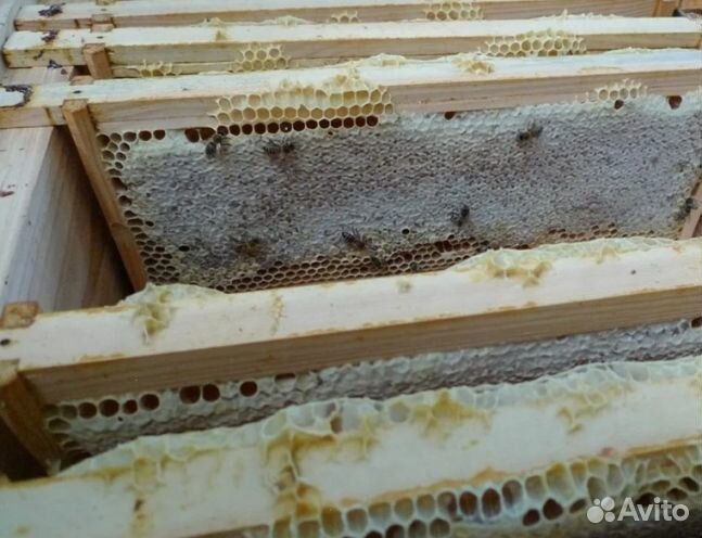 Мед 24 года Алтайский оптом