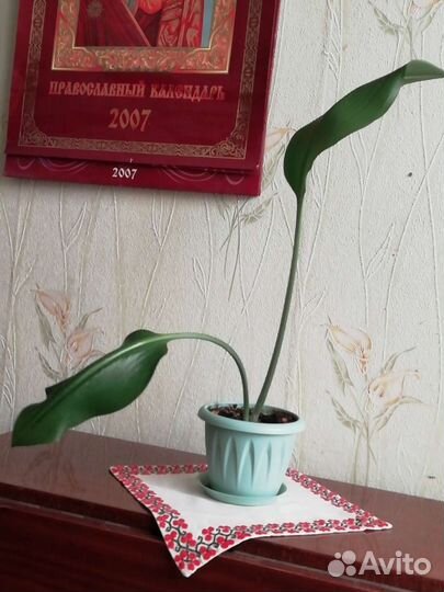 Лилия белоснежная комнатная-эухарис