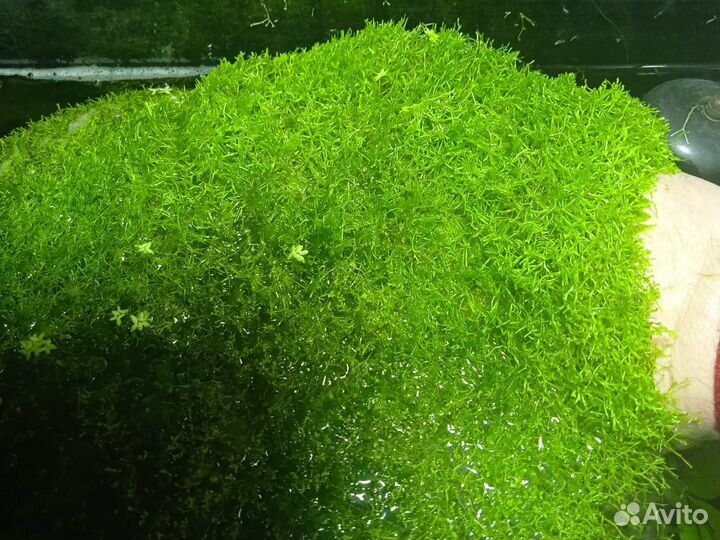 Аквариумные растения