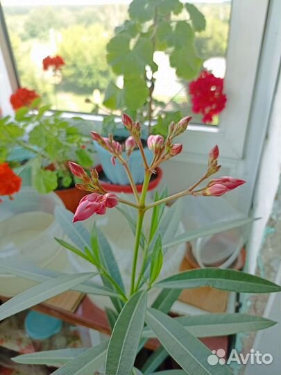 Олеандр розовый