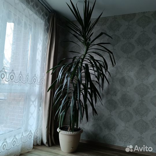 Пальма юкка