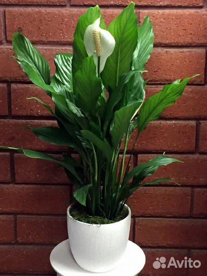 Спатифиллум /женское счастье