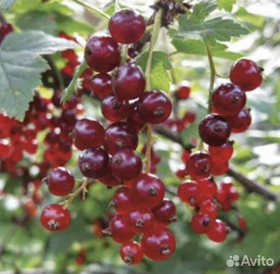 Смородина, малина, крыжовник