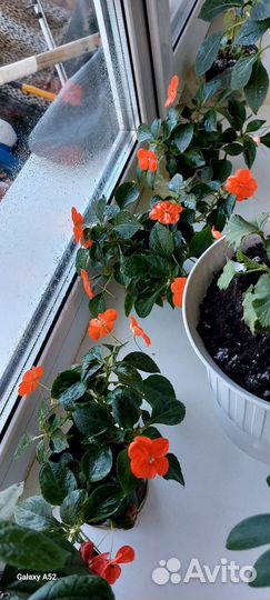 Бальзамин оранжевый,розовый