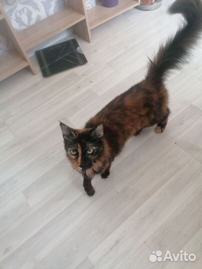 Отдам мейн-кун бесплатно