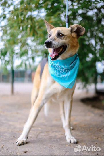 Собака в добрые руки