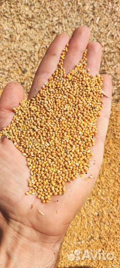 Просо желтое