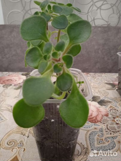 Аихризон дерево любви