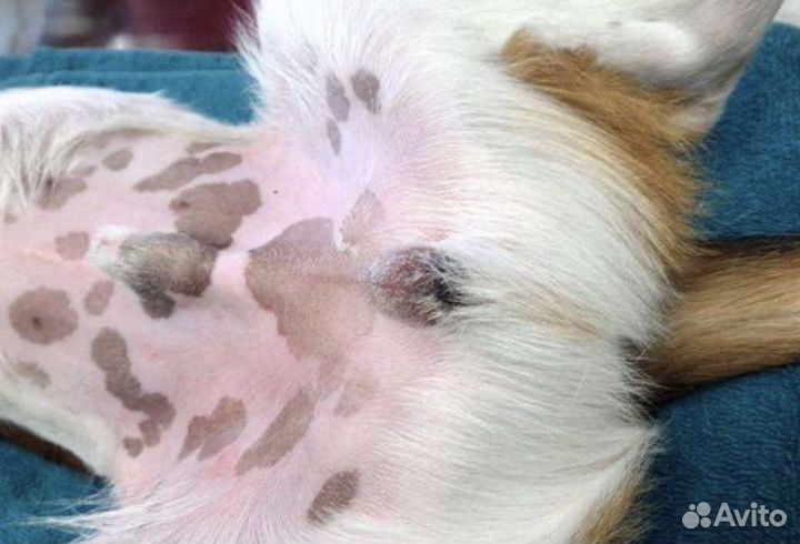 Кастрация котов стерилизация кошек и собак