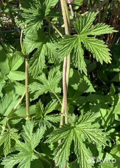 Хмель обыкновенный саженцы