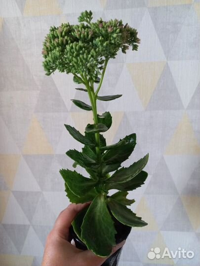 Очиток Королевский