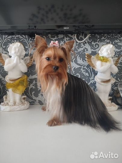 Йоркширский терьер мини