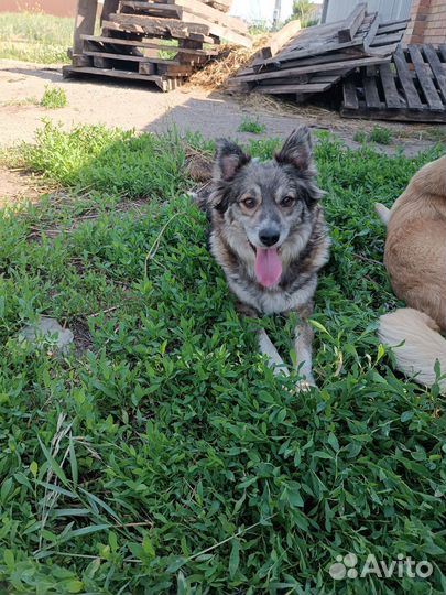 Жизненная собачка Шиша