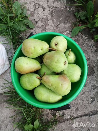 Груша Русская красавица