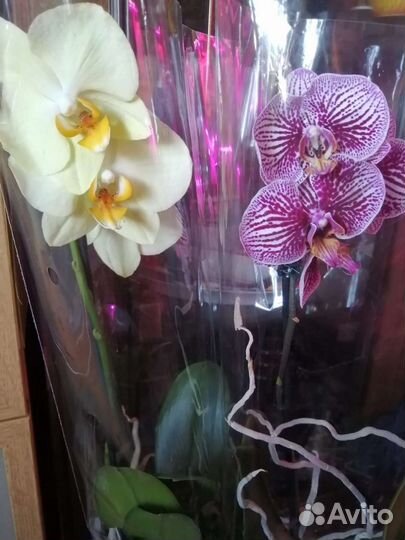 Орхидеи