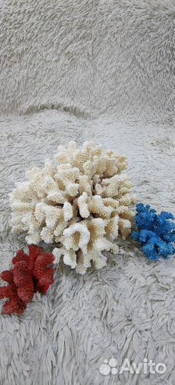 Кораллы и морские раковины