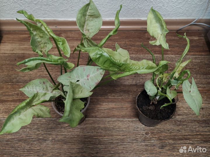 Сингониум конфетти милк