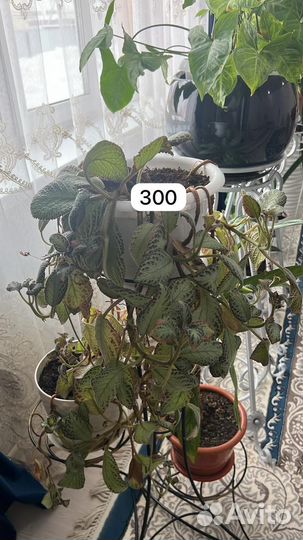 Комнатные цветы