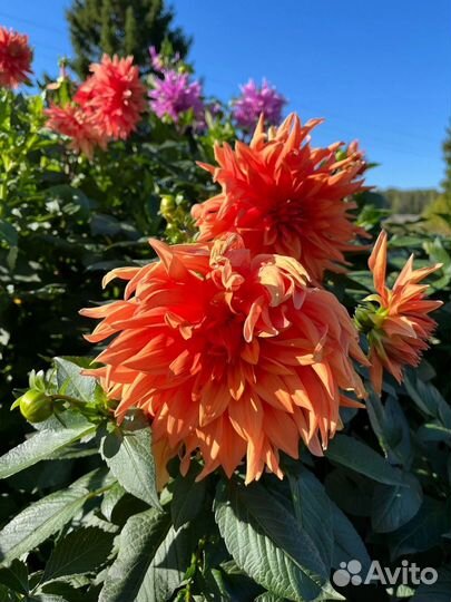 Георгины сортовые