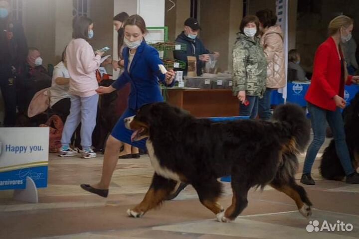 Хендлинг, хендлер