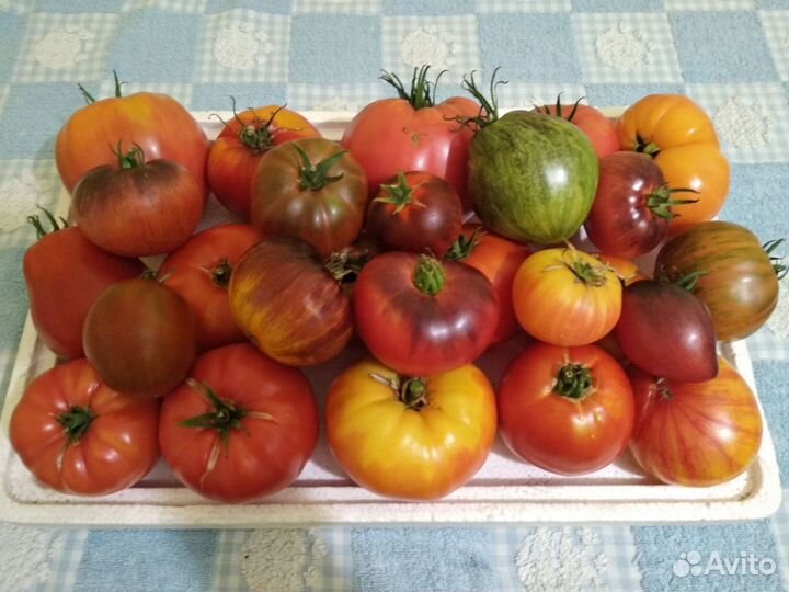 Семена низкорослых томатов купить в Нижнем Новгороде | Товары для дома и  дачи | Авито