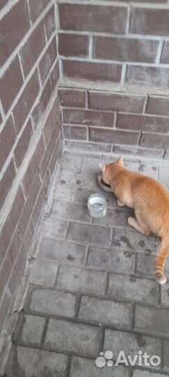 Котик в добрые руки