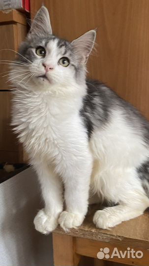 Милейшие детки мейн-куны