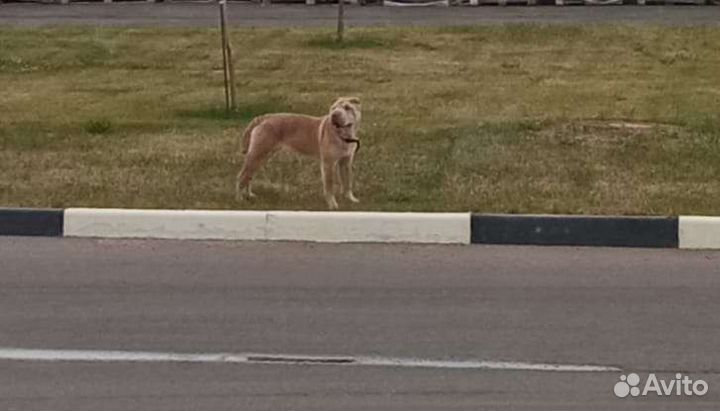 Собака в добрые руки