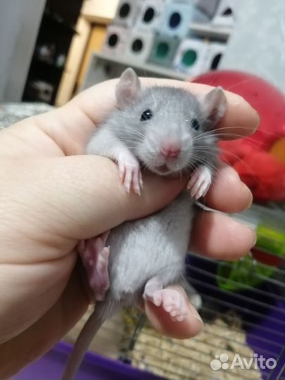 Крыса крысята дамбо рекс