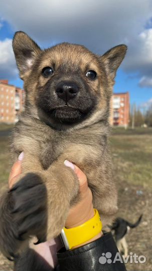 Собака в добрые руки щенок