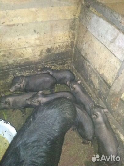 Вьетнамский вислобрюхий поросенок