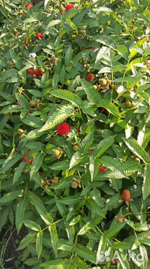 Малина Тибетская Саженцы#многолетки