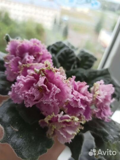 Фиалки, глоксинии