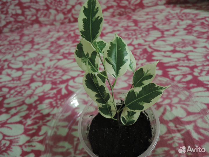 Фикус Бенджамина 