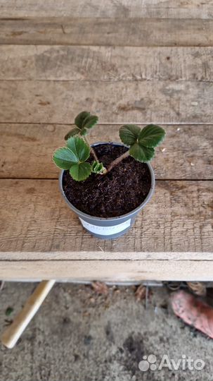 Рассада клубники Тоскана Зкс Касета 64