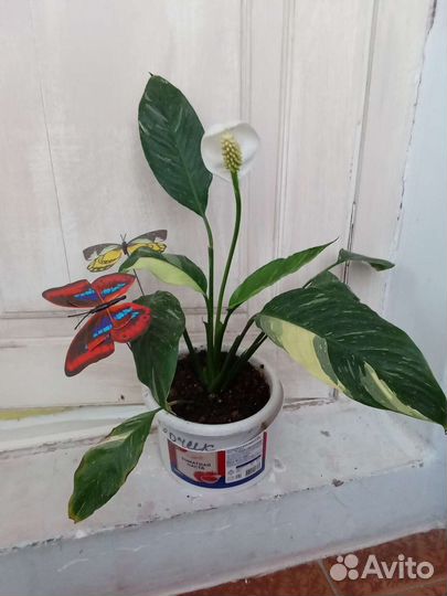 Масса комнатных растений