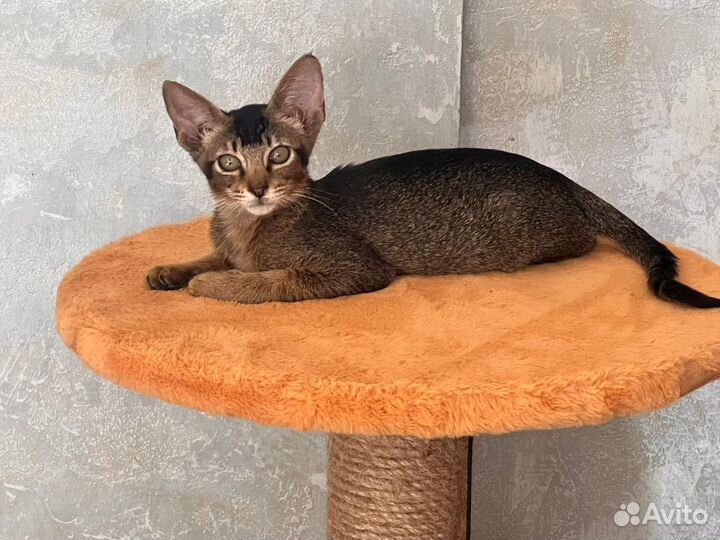 Абиссинская кошка
