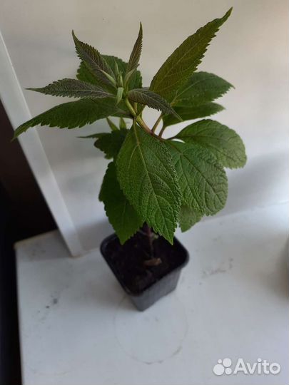 Садовые растения многолетники