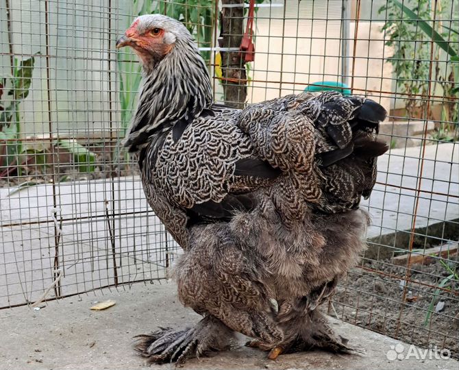 Куры и петух брама