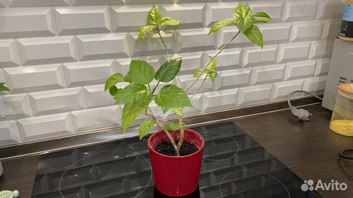 Гибискус китайская роза