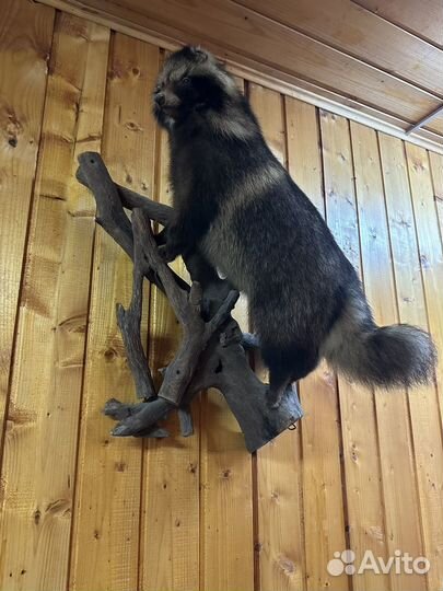 Чучело енота (имитация)