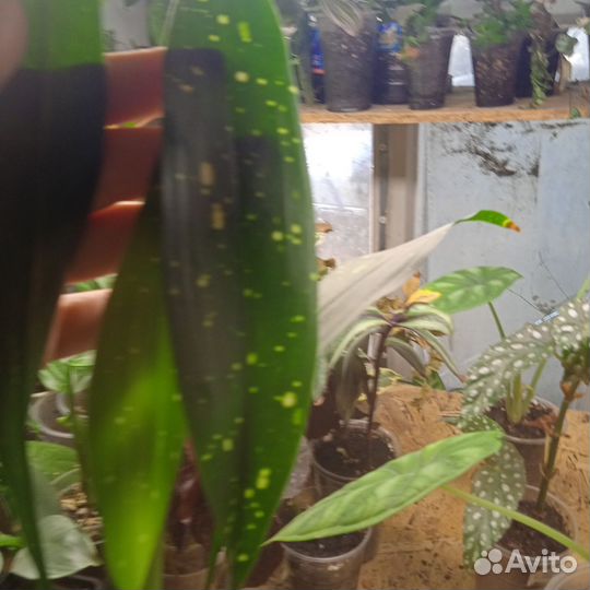 Аспедистра милки вей