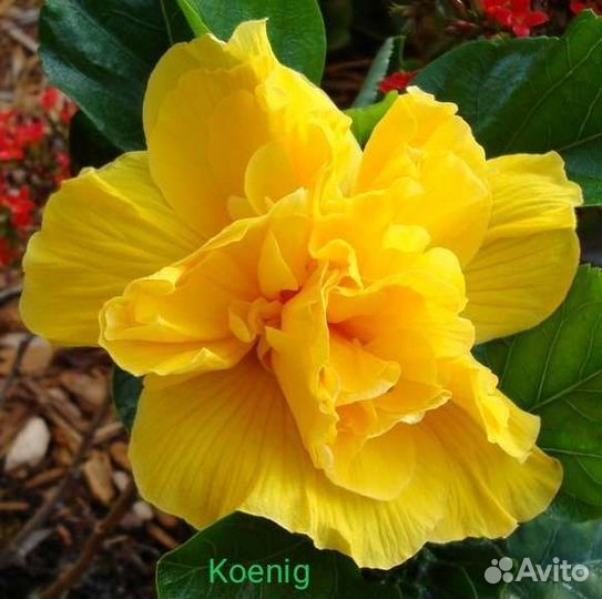 Гибискусы сортовые