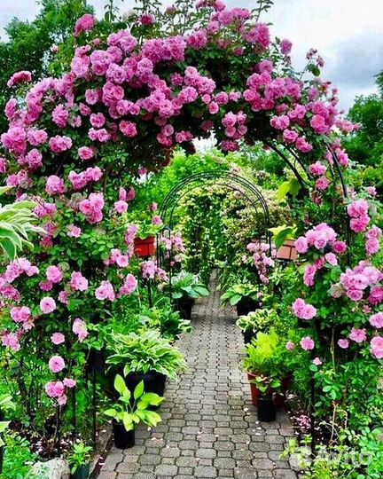 Роза плетистая Rose Garden (Роуз Гарден) купить в Сочи