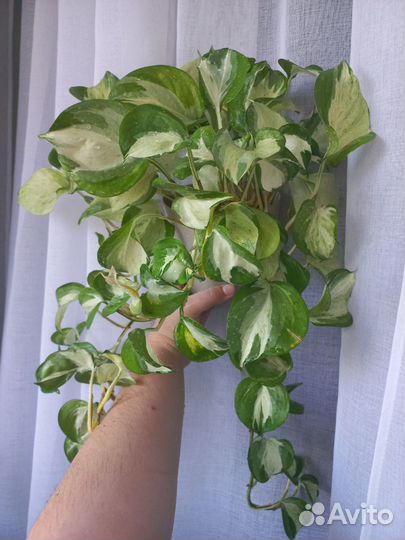 Сциндапсус взрослый