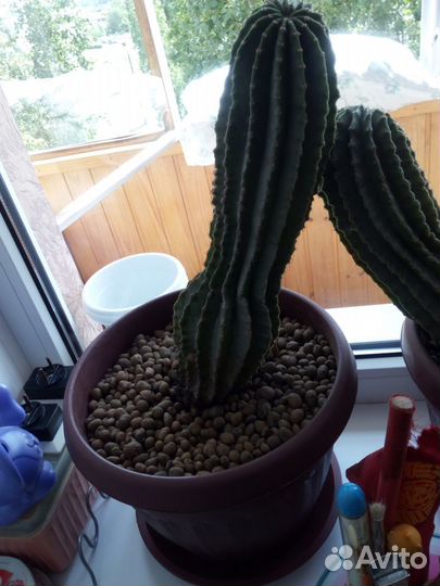 Большой кактус