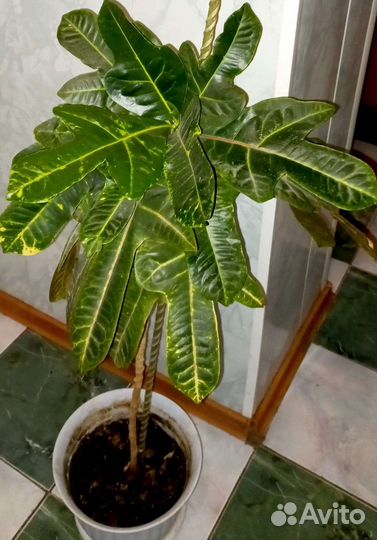 Интерьерный кротон