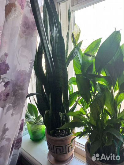 Щучий хвост